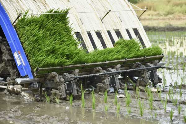 Automatic Rice Transplanter.jpg